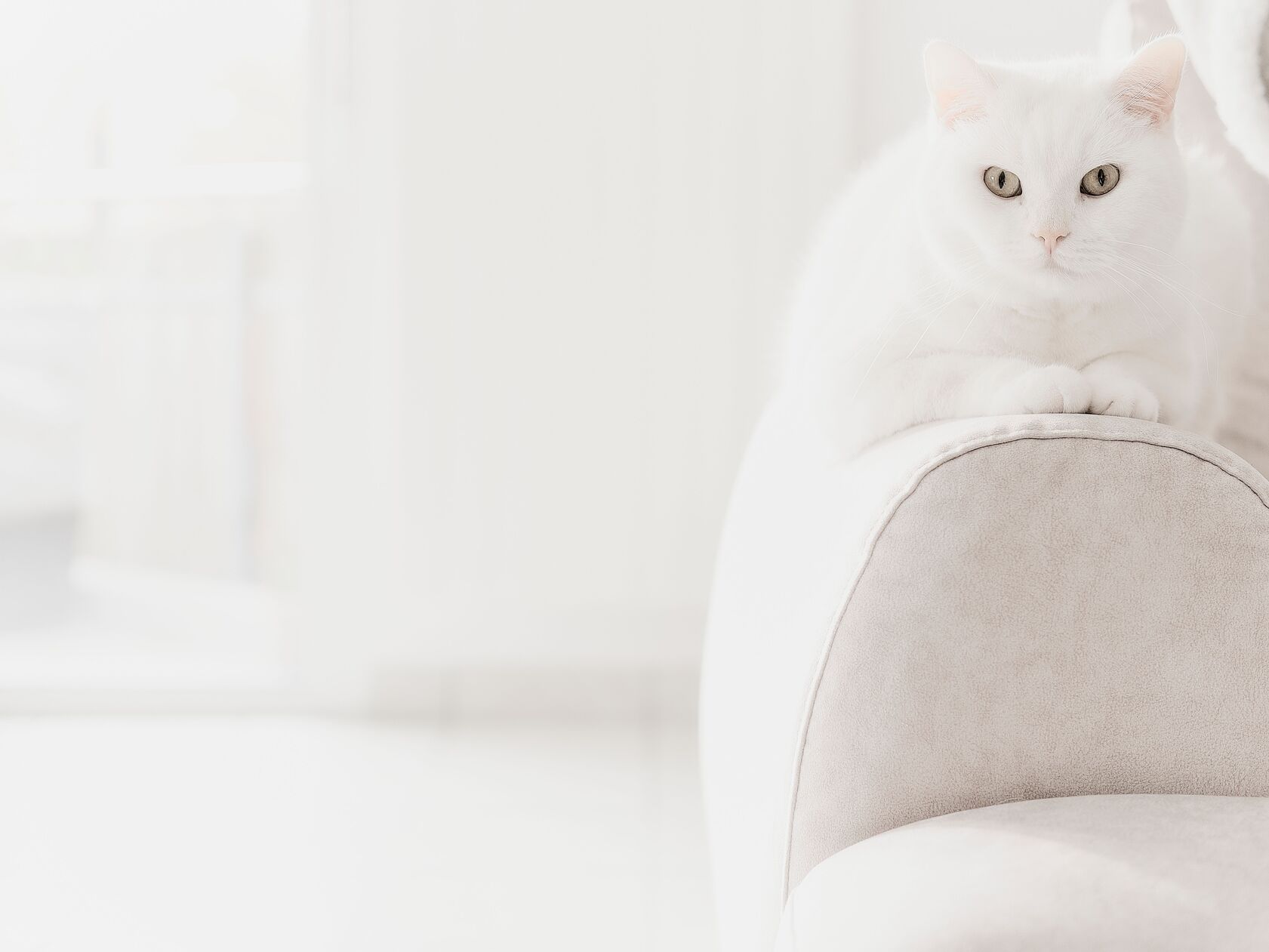 Pet hair cleaning on furniture